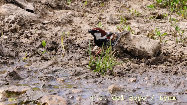 Spanish Sparrow - ML201592671