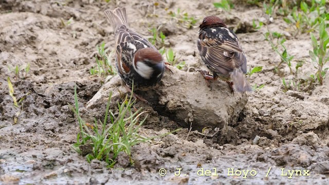 Spanish Sparrow - ML201592681