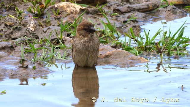 Spanish Sparrow - ML201592691