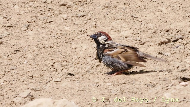 Spanish Sparrow - ML201592701