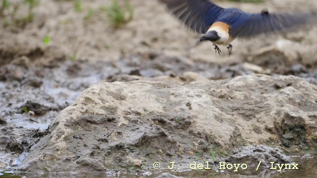 Red-rumped Swallow (Red-rumped) - ML201592731