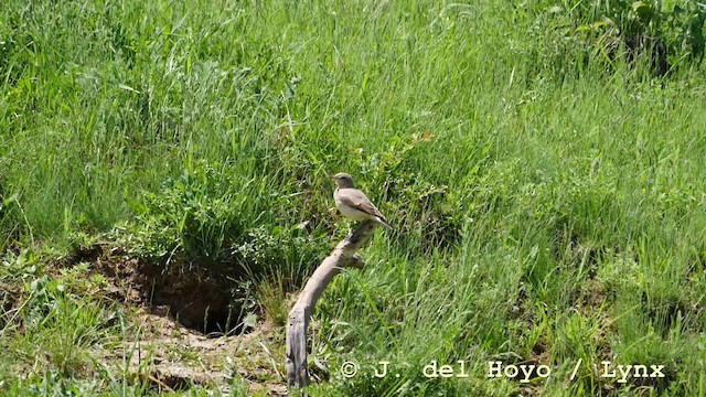 Isabelline Wheatear - ML201592781