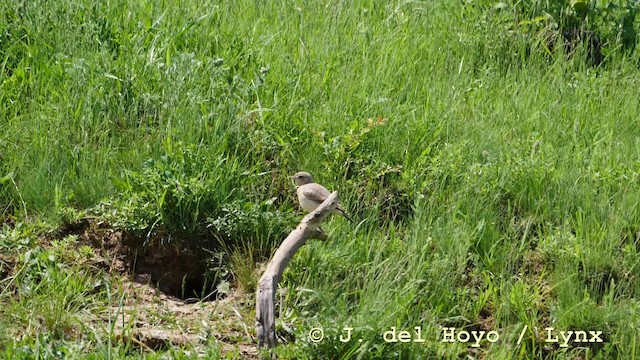 Isabelline Wheatear - ML201592791