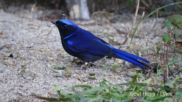 Kobaltblauschnäpper - ML201592851