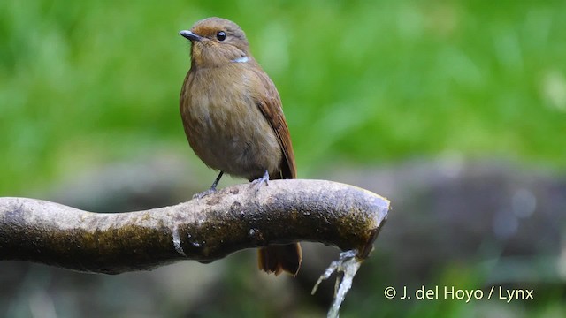 Kobaltblauschnäpper - ML201592871