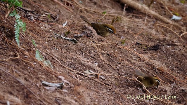 Pseudominla à calotte rouille - ML201592901