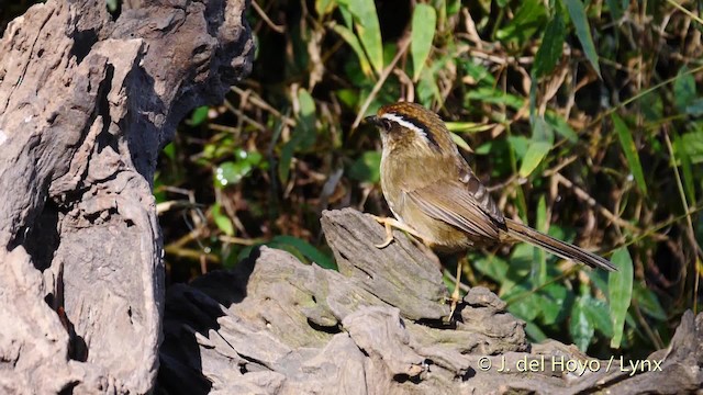 Rusty-capped Fulvetta - ML201592911