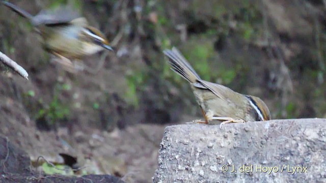 Rusty-capped Fulvetta - ML201592921