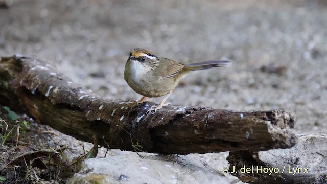 Rusty-capped Fulvetta - ML201592931