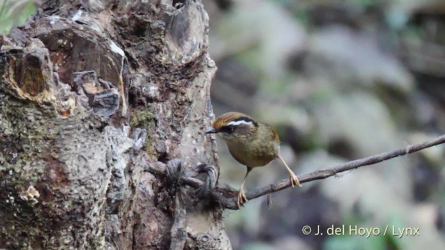 Rusty-capped Fulvetta - ML201592941