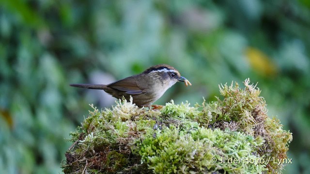 Rusty-capped Fulvetta - ML201592951