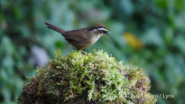 Rusty-capped Fulvetta - ML201592961