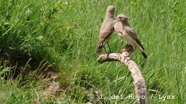 Isabelline Wheatear - ML201593001