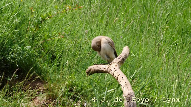 Isabelline Wheatear - ML201593011