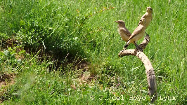 Isabelline Wheatear - ML201593031