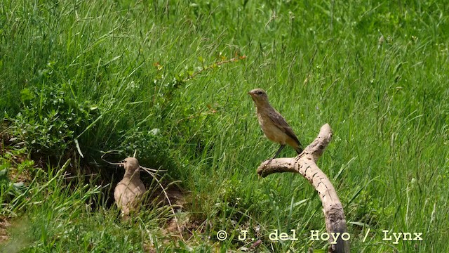 Isabelline Wheatear - ML201593041