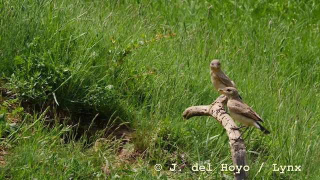 Isabelline Wheatear - ML201593051