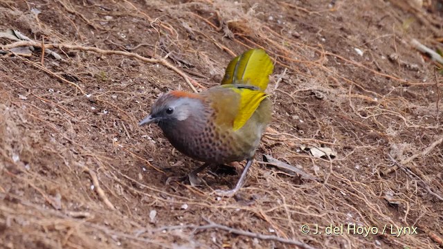 アッサムガビチョウ - ML201593061