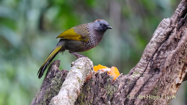 Assam Laughingthrush - ML201593071