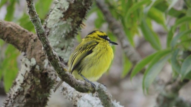 Yellow-browed Tody-Flycatcher - ML201593091