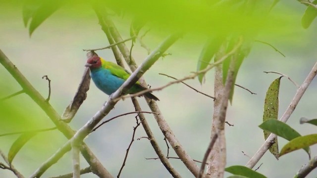 Tangara Cabecibaya (grupo albertinae) - ML201593151