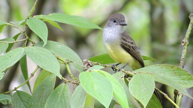 Short-crested Flycatcher - ML201593161