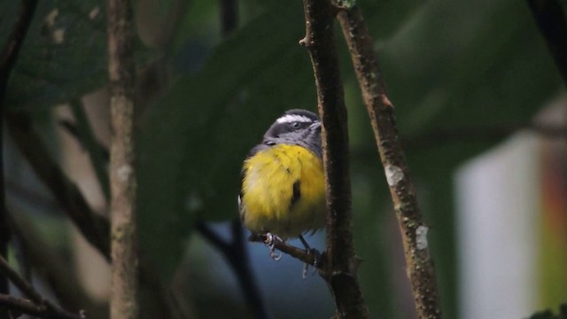 Bananaquit (Continental) - ML201593201