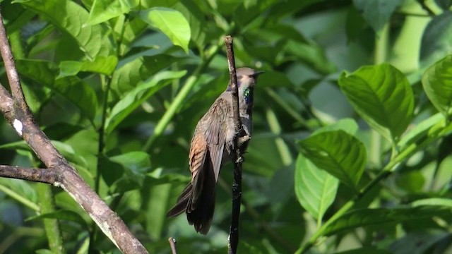 Brown Violetear - ML201593241