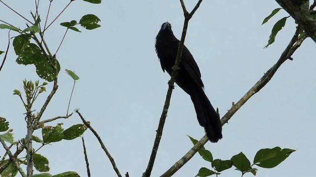 Smooth-billed Ani - ML201593251