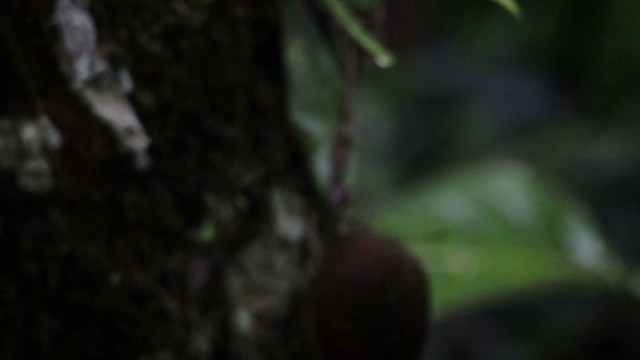 Red-faced Spinetail - ML201593261