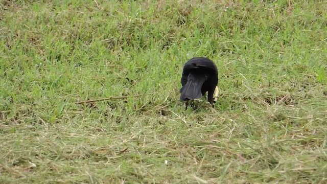 Great-tailed Grackle (Great-tailed) - ML201593281