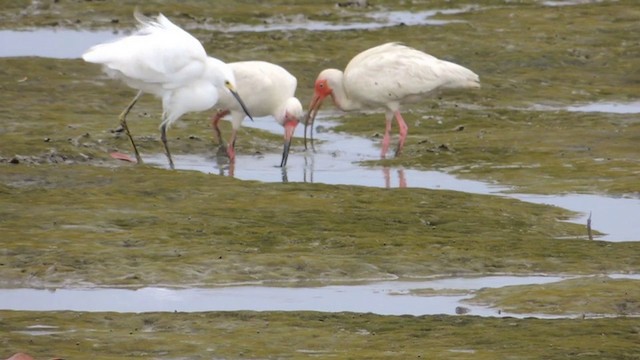 White Ibis - ML201593291