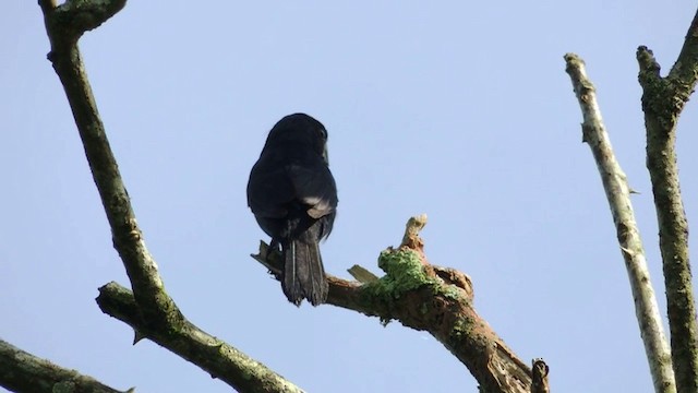 Thick-billed Seed-Finch - ML201593301