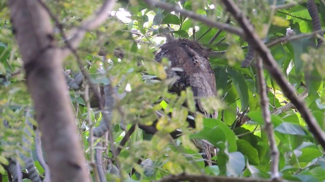 Common Potoo - ML201593391