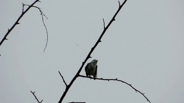 White-browed Gnatcatcher - ML201593401