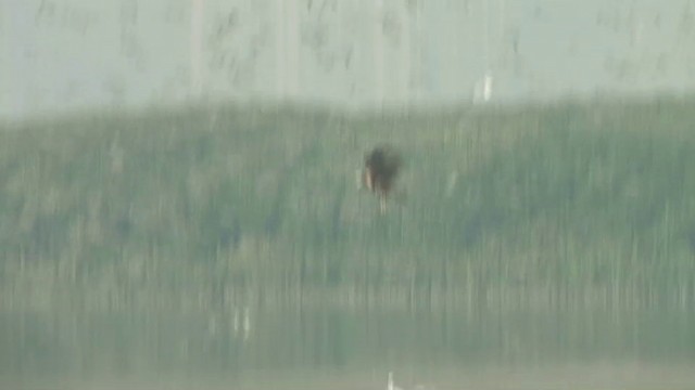 Eastern Marsh Harrier - ML201593441