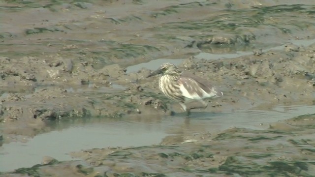 Chinese Pond-Heron - ML201593461