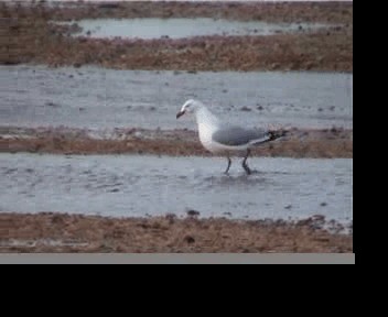 Silver Gull (Red-billed) - ML201593631