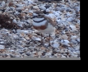 Double-banded Plover - ML201593651