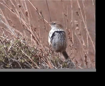 New Zealand Fernbird (New Zealand) - ML201593691