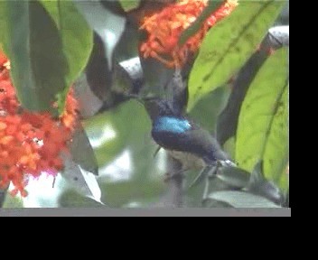 Brown-throated Sunbird - ML201593811