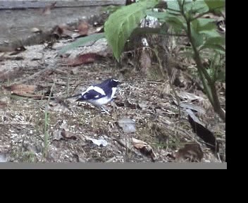 Slaty-backed Forktail - ML201593891