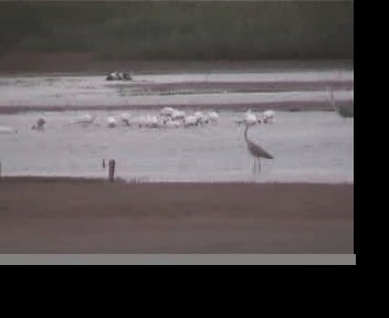 Black-faced Spoonbill - ML201593981