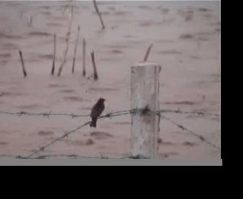Japanese Thrush - ML201594001