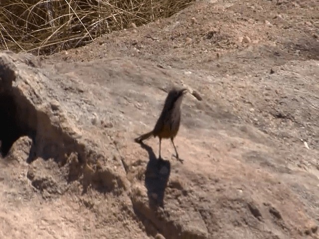 White-throated Grasswren - ML201594051