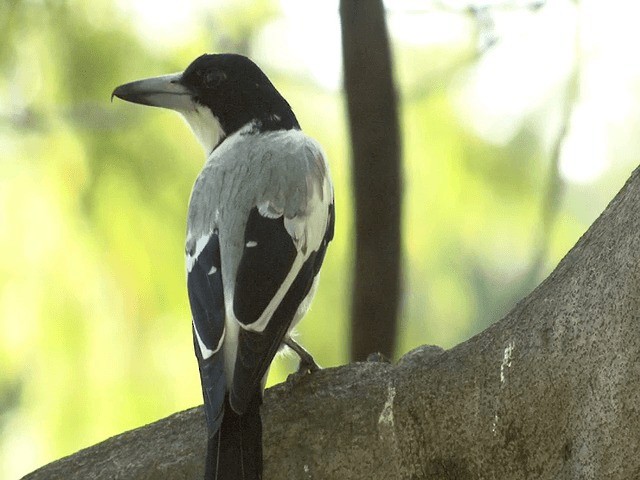 Silver-backed Butcherbird - ML201594071