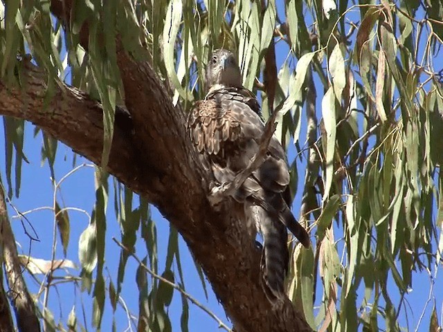 Red Goshawk - ML201594091