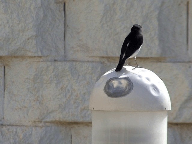 Hume's Wheatear - ML201594111