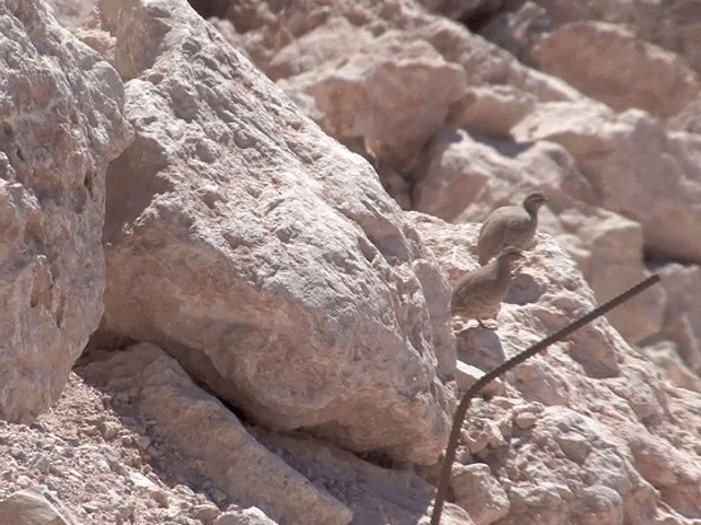 Sand Partridge - ML201594141