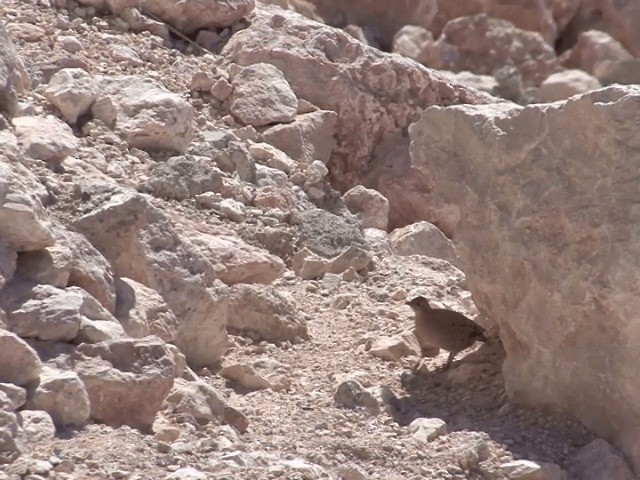 Sand Partridge - ML201594151